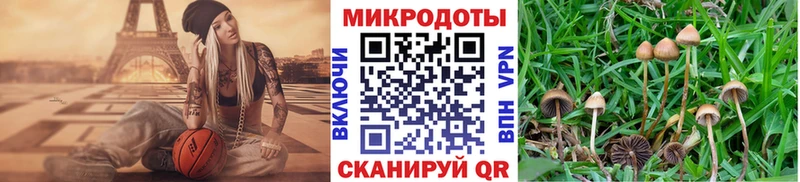 hydra зеркало  как найти   Биробиджан  Галлюциногенные грибы Psilocybe 